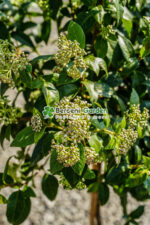 Viburnum Tinus Eve Price PA - imagine 2