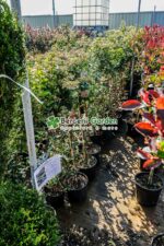Viburnum Tinus Eve Price PA - imagine 3