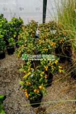 Citrus fortunella japonica Kumkuat ( Copacul Kumkuat ) PA