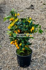 Citrus fortunella japonica Kumkuat ( Copacul Kumkuat ) PA - imagine 2