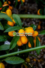 Citrus fortunella japonica Kumkuat ( Copacul Kumkuat ) PA - imagine 3