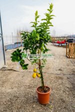 Citrus limonis ( Lamai ) PA