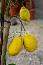 Citrus limonis ( Lamai ) PA - imagine 2