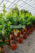 Citrus limonis ( Lamai ) PA - imagine 3