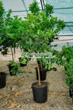 Citrus limonis ( Lamai ) PA