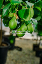 Citrus limonis ( Lamai ) PA - imagine 2