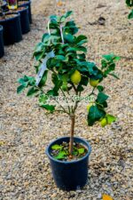 Citrus limonis ( Lamai ) PA