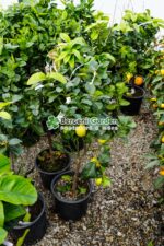 Citrus limonis ( Lamai ) PA - imagine 2
