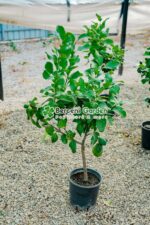 Citrus limonis ( Lamai ) PA - imagine 3