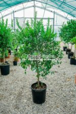 Citrus nobilis reticulata PA ( Madarin )