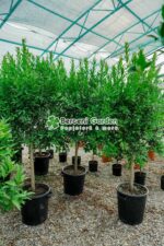 Citrus nobilis reticulata PA ( Madarin ) - imagine 2