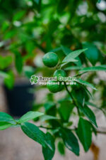 Citrus nobilis reticulata PA ( Madarin ) - imagine 3
