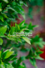 Citrus nobilis reticulata PA ( Madarin ) - imagine 4