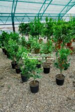 Citrus nobilis reticulata PA ( Madarin ) - imagine 2