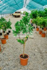 Citrus sinensis Orangeola ( Portocala dulce ) PA