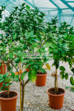 Citrus sinensis Orangeola ( Portocala dulce ) PA - imagine 2