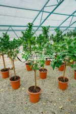 Citrus sinensis Orangeola ( Portocala dulce ) PA - imagine 3