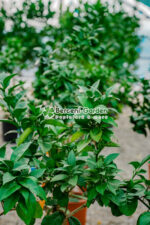 Citrus sinensis Orangeola ( Portocala dulce ) PA - imagine 4