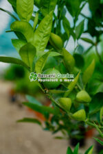 Citrus sinensis Orangeola ( Portocala dulce ) PA - imagine 2