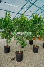 Citrus sinensis Orangeola ( Portocala dulce ) PA - imagine 3