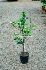 Citrus sinensis Orangeola ( Portocala dulce ) PA