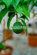 Citrus sinensis Orangeola ( Portocala dulce ) PA - imagine 2
