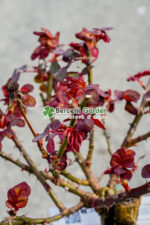 Rosa Pa ( Tandafir altoit ) - imagine 2