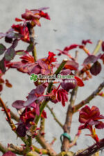 Rosa Pa ( Tandafir altoit ) - imagine 3