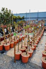 Rosa Pa ( Tandafir altoit ) - imagine 4