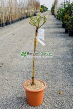 Rosa Pa ( Tandafir altoit ) - imagine 5