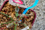 Rosa ( Tandafir ) - imagine 2