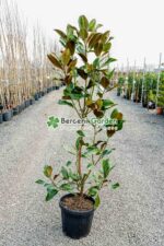 Magnolia grandiflora Gallisoniensis