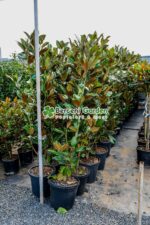 Magnolia grandiflora Gallisoniensis - imagine 2