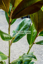 Magnolia grandiflora Gallisoniensis - imagine 3
