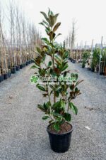 Magnolia grandiflora Gallisoniensis