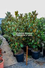 Magnolia grandiflora Gallisoniensis - imagine 2