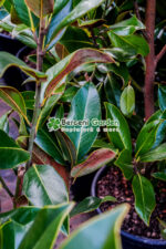 Magnolia grandiflora Gallisoniensis - imagine 3