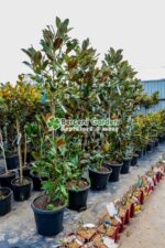 Magnolia grandiflora Gallisoniensis