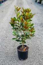 Magnolia grandiflora Little Gem