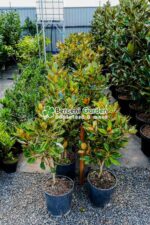 Magnolia grandiflora Little Gem - imagine 2