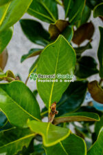 Magnolia grandiflora Little Gem - imagine 3