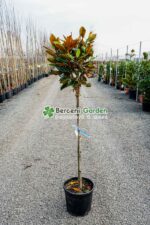 Magnolia grandiflora Little Gem PA ( Magnolia grandiflora Little Gem PA )