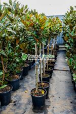 Magnolia grandiflora Little Gem PA ( Magnolia grandiflora Little Gem PA ) - imagine 2