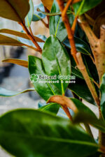 Magnolia grandiflora Little Gem PA ( Magnolia grandiflora Little Gem PA ) - imagine 3