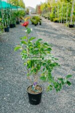 Magnolia Genie