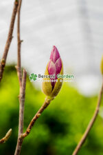 Magnolia Susan PA - imagine 3
