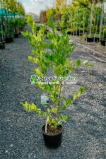 Magnolia Stellata