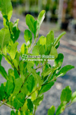 Magnolia Stellata - imagine 2