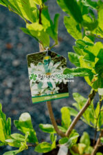 Magnolia Stellata - imagine 3