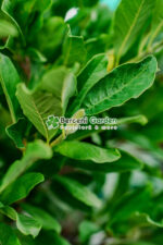 Magnolia Stellata PA - imagine 2